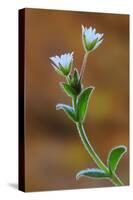 Common mouse-ear chickweed in flower, Dorset, UK-Colin Varndell-Stretched Canvas