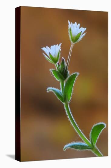 Common mouse-ear chickweed in flower, Dorset, UK-Colin Varndell-Stretched Canvas