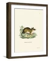 Common Mouse Opossum-null-Framed Giclee Print