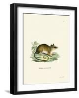 Common Mouse Opossum-null-Framed Giclee Print