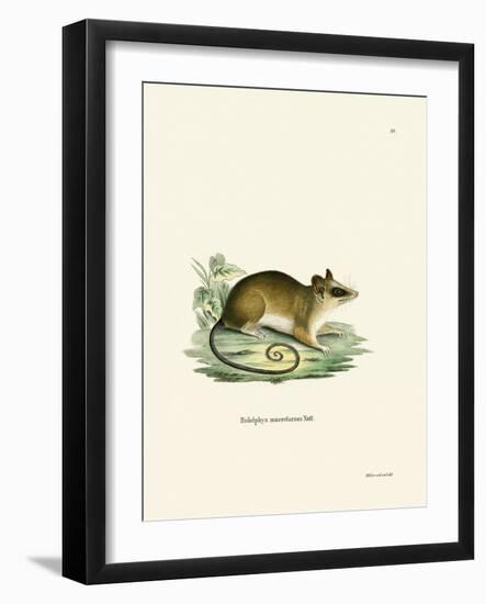 Common Mouse Opossum-null-Framed Giclee Print