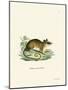 Common Mouse Opossum-null-Mounted Giclee Print