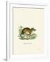 Common Mouse Opossum-null-Framed Giclee Print