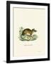 Common Mouse Opossum-null-Framed Giclee Print