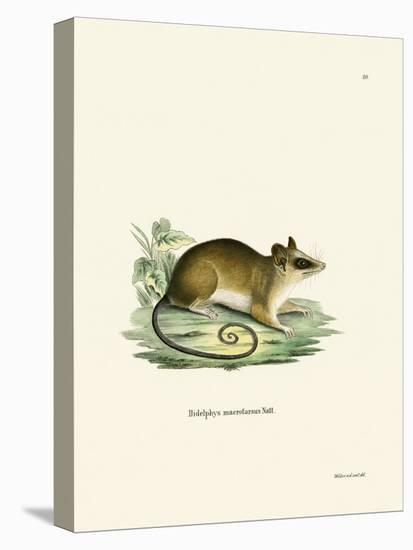 Common Mouse Opossum-null-Stretched Canvas