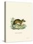 Common Mouse Opossum-null-Stretched Canvas