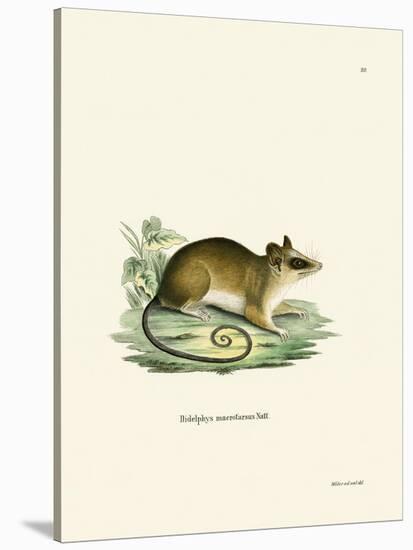 Common Mouse Opossum-null-Stretched Canvas