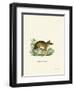 Common Mouse Opossum-null-Framed Giclee Print