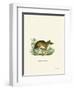 Common Mouse Opossum-null-Framed Giclee Print