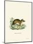 Common Mouse Opossum-null-Mounted Giclee Print
