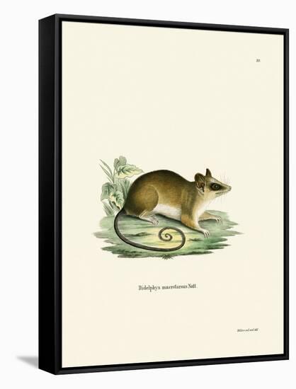 Common Mouse Opossum-null-Framed Stretched Canvas