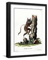 Common Mouse Opossum-null-Framed Giclee Print