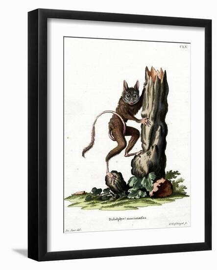 Common Mouse Opossum-null-Framed Giclee Print