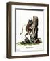 Common Mouse Opossum-null-Framed Premium Giclee Print