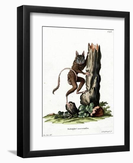 Common Mouse Opossum-null-Framed Premium Giclee Print