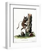 Common Mouse Opossum-null-Framed Premium Giclee Print