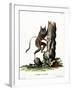 Common Mouse Opossum-null-Framed Giclee Print