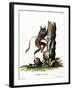 Common Mouse Opossum-null-Framed Giclee Print