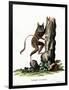 Common Mouse Opossum-null-Framed Giclee Print