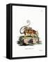 Common Mouse Opossum-null-Framed Stretched Canvas