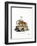 Common Mouse Opossum-null-Framed Premium Giclee Print