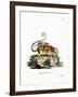 Common Mouse Opossum-null-Framed Giclee Print