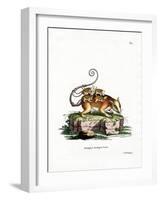 Common Mouse Opossum-null-Framed Giclee Print