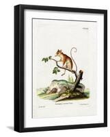 Common Mouse Opossum-null-Framed Giclee Print