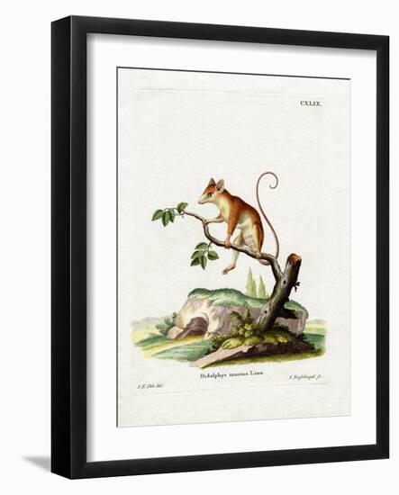 Common Mouse Opossum-null-Framed Giclee Print