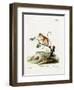 Common Mouse Opossum-null-Framed Premium Giclee Print