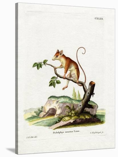 Common Mouse Opossum-null-Stretched Canvas