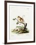 Common Mouse Opossum-null-Framed Giclee Print