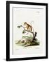 Common Mouse Opossum-null-Framed Giclee Print