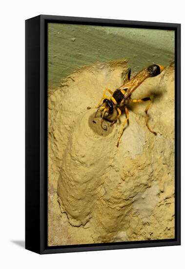 Common Mud-Dauber Wasp Female Closing a Cell-null-Framed Stretched Canvas