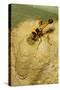 Common Mud-Dauber Wasp Female Closing a Cell-null-Stretched Canvas