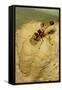 Common Mud-Dauber Wasp Female Closing a Cell-null-Framed Stretched Canvas