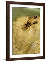 Common Mud-Dauber Wasp Female Closing a Cell-null-Framed Photographic Print