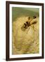 Common Mud-Dauber Wasp Female Closing a Cell-null-Framed Photographic Print