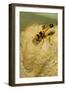 Common Mud-Dauber Wasp Female Closing a Cell-null-Framed Photographic Print