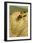 Common Mud-Dauber Wasp Female Closing a Cell-null-Framed Photographic Print