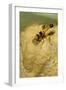 Common Mud-Dauber Wasp Female Closing a Cell-null-Framed Photographic Print