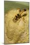 Common Mud-Dauber Wasp Female Closing a Cell-null-Mounted Photographic Print