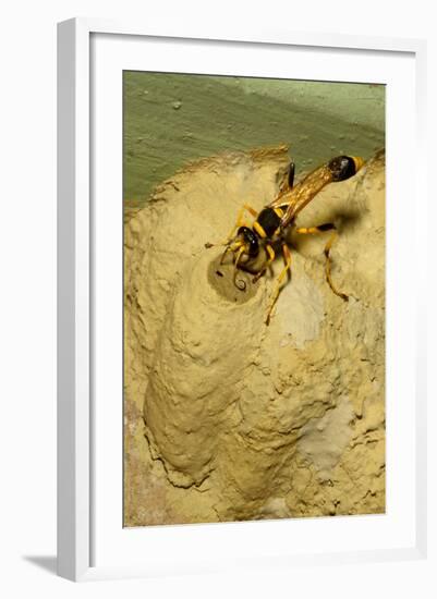 Common Mud-Dauber Wasp Female Closing a Cell-null-Framed Photographic Print