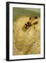 Common Mud-Dauber Wasp Female Closing a Cell-null-Framed Photographic Print