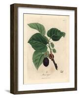 Common Mulberry Tree, Morus Nigra-James Sowerby-Framed Giclee Print