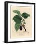 Common Mulberry Tree, Morus Nigra-James Sowerby-Framed Giclee Print