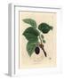 Common Mulberry Tree, Morus Nigra-James Sowerby-Framed Giclee Print