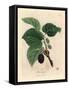 Common Mulberry Tree, Morus Nigra-James Sowerby-Framed Stretched Canvas