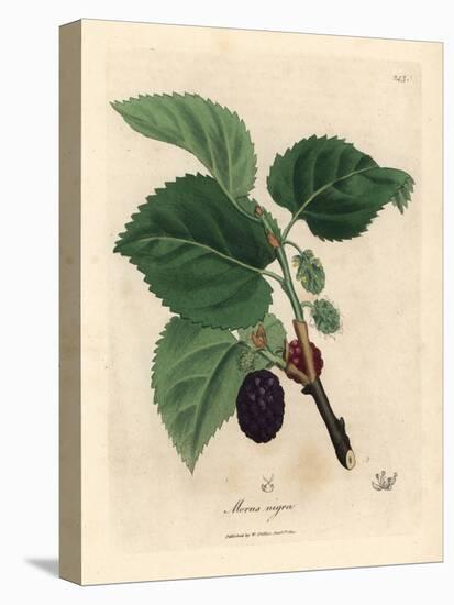 Common Mulberry Tree, Morus Nigra-James Sowerby-Stretched Canvas