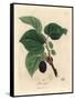 Common Mulberry Tree, Morus Nigra-James Sowerby-Framed Stretched Canvas